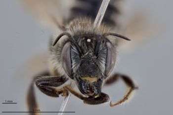 Media type: image;   Entomology 793803 Aspect: head frontal view